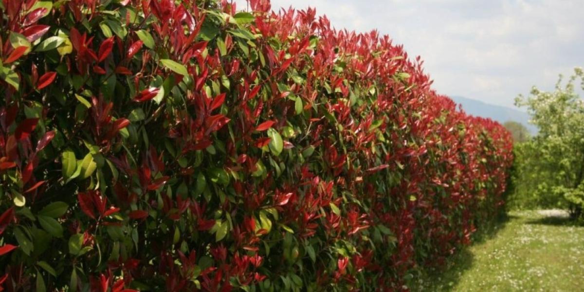Photinia Red Robin 