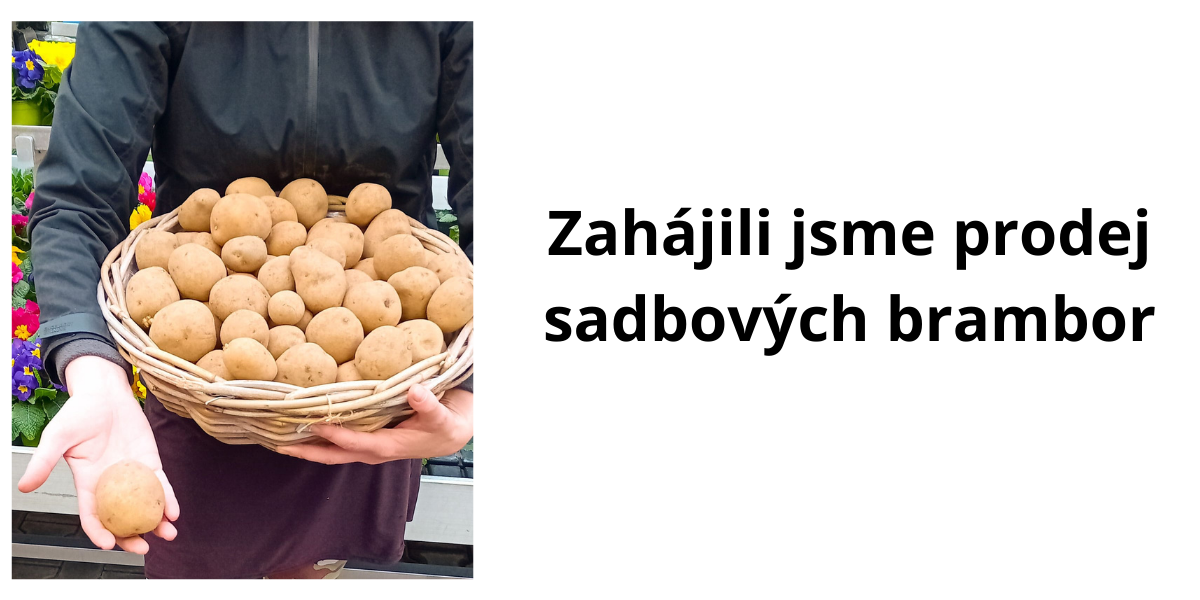 zahájili jsme prodej sadbových brambor
