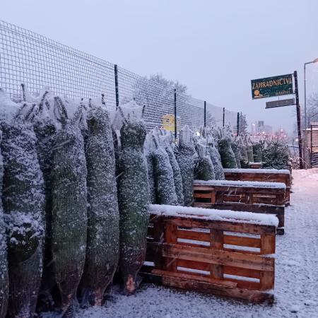 prodej vánočních stromků