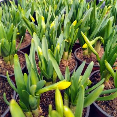 Narcisky narcisky